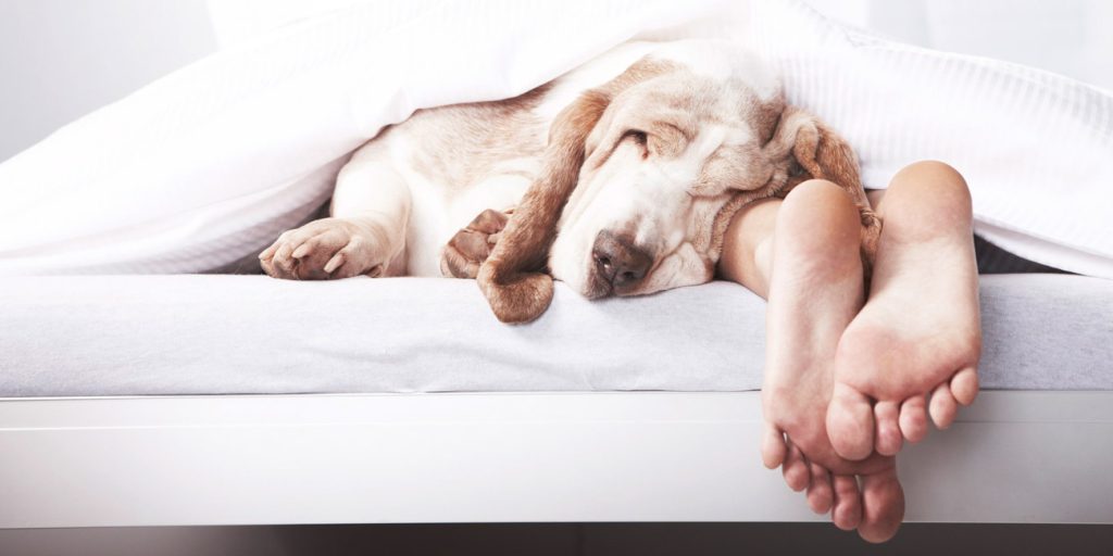 Sleep with your pet